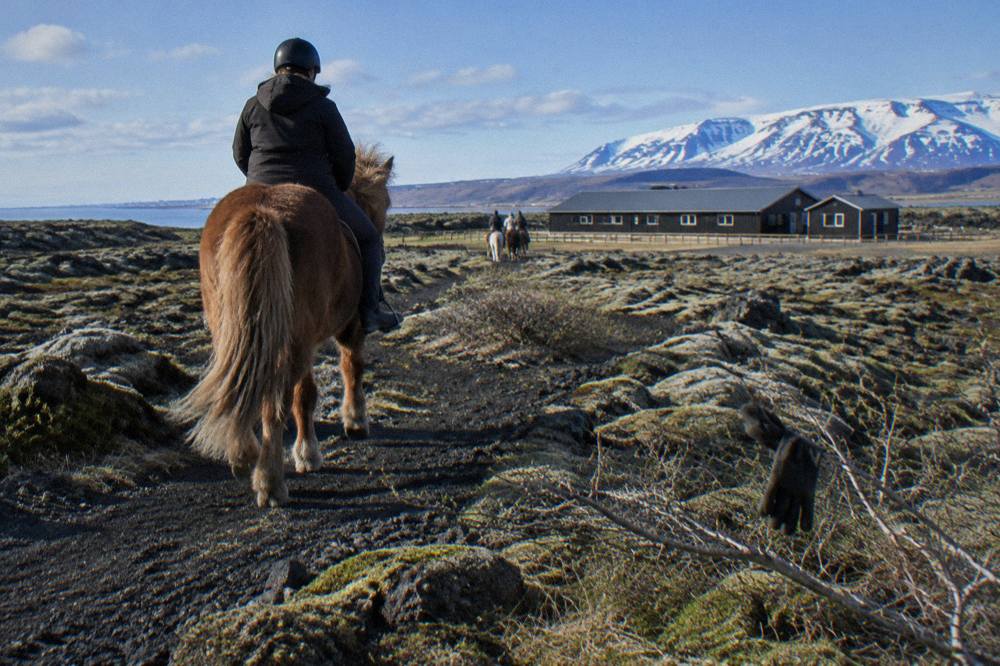 A rider on an Icelandic horse crossing a dark lava field path on a bright day