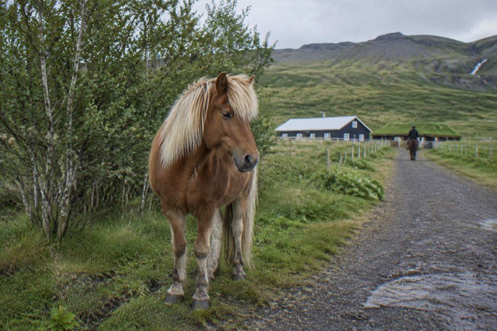 A small Icelandic horse standing quietly beside a riding path with rolling green hills behind it