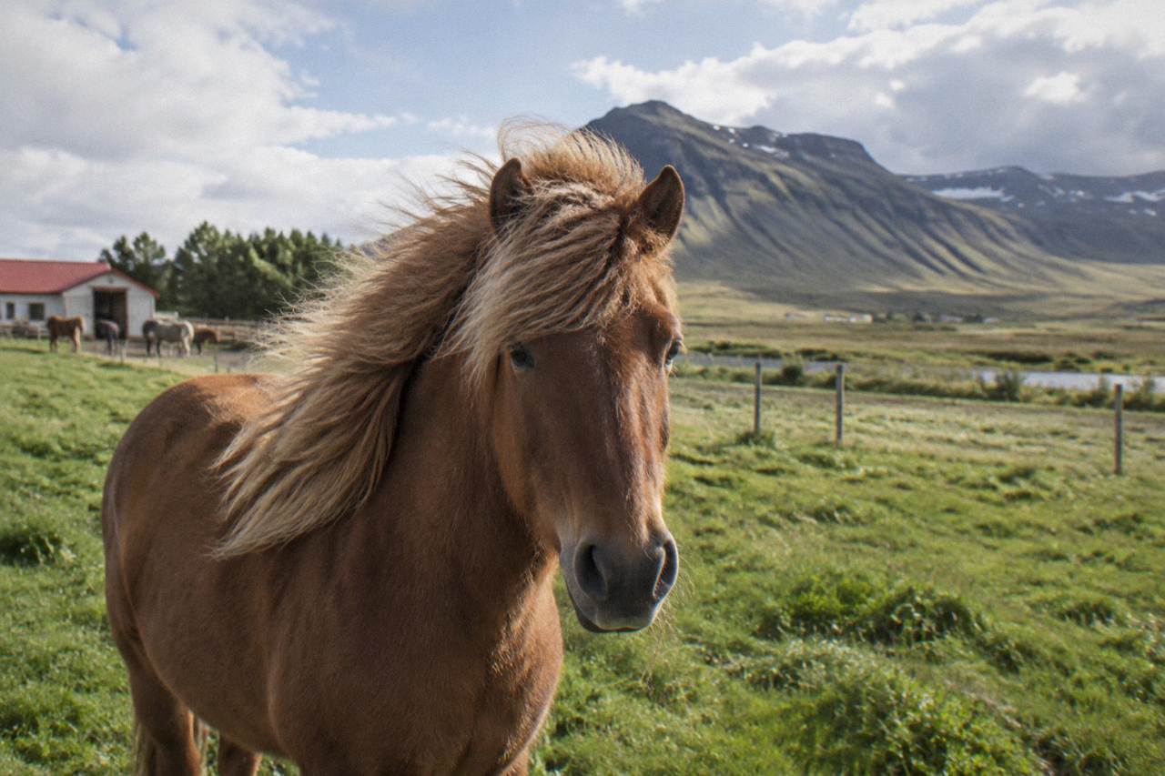 A calm Icelandic horse standing in a green summer field with mountains in the distance