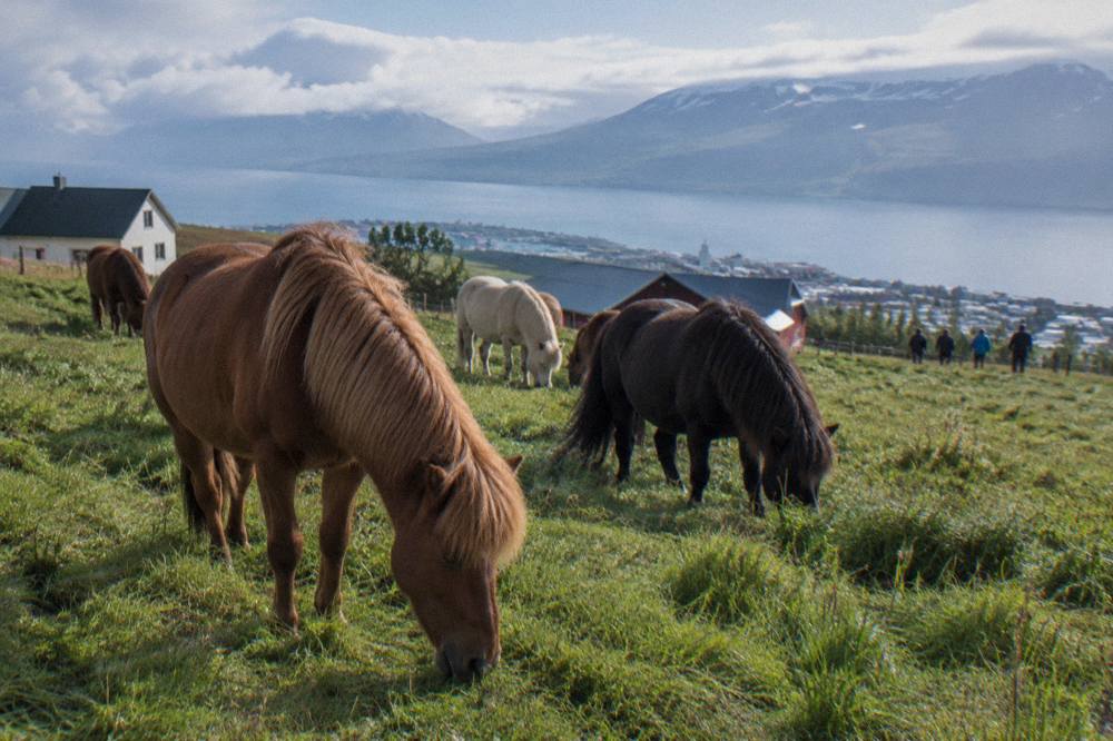 A group of Icelandic horses with thick manes grazing in a green pasture