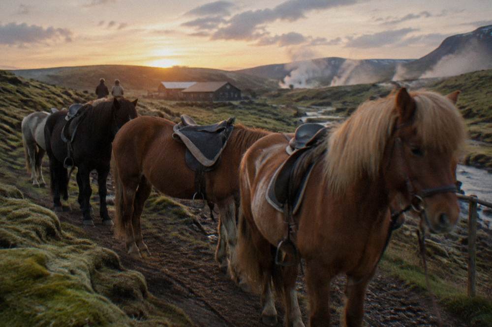 Saddled Icelandic horses standing in a line on a mossy lava field trail