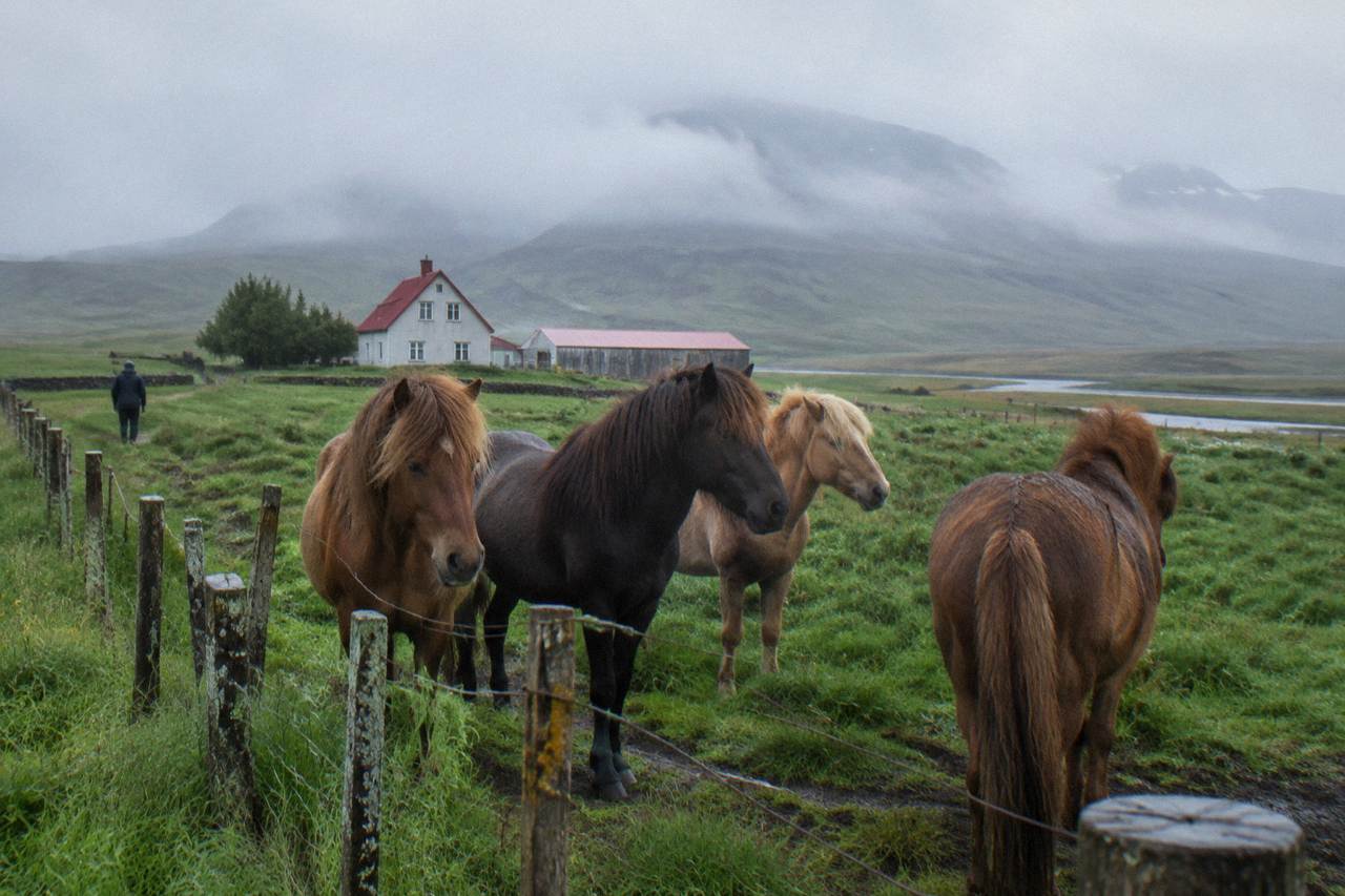 Icelandic horses standing together in a misty green pasture with mountains in the background