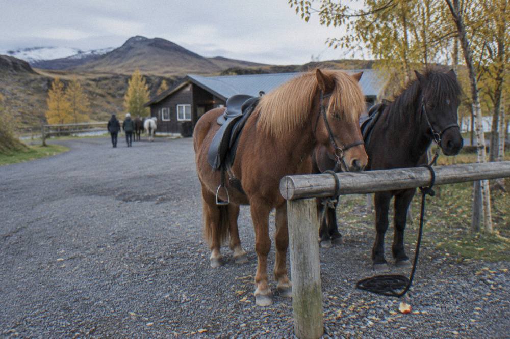Saddled Icelandic horses tied side by side at a wooden rail in a gravel stable yard
