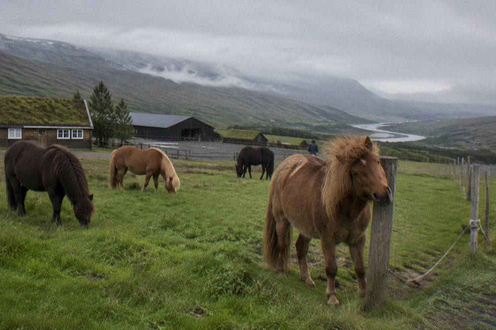 Icelandic horses grazing on a green pasture with misty hills behind