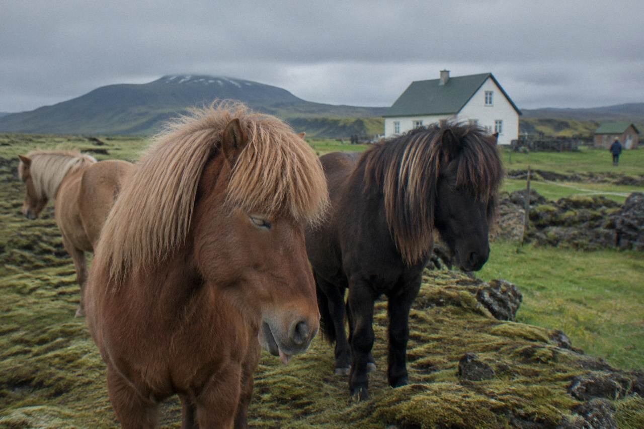 Icelandic horses with thick manes standing on a mossy lava field under a low grey sky