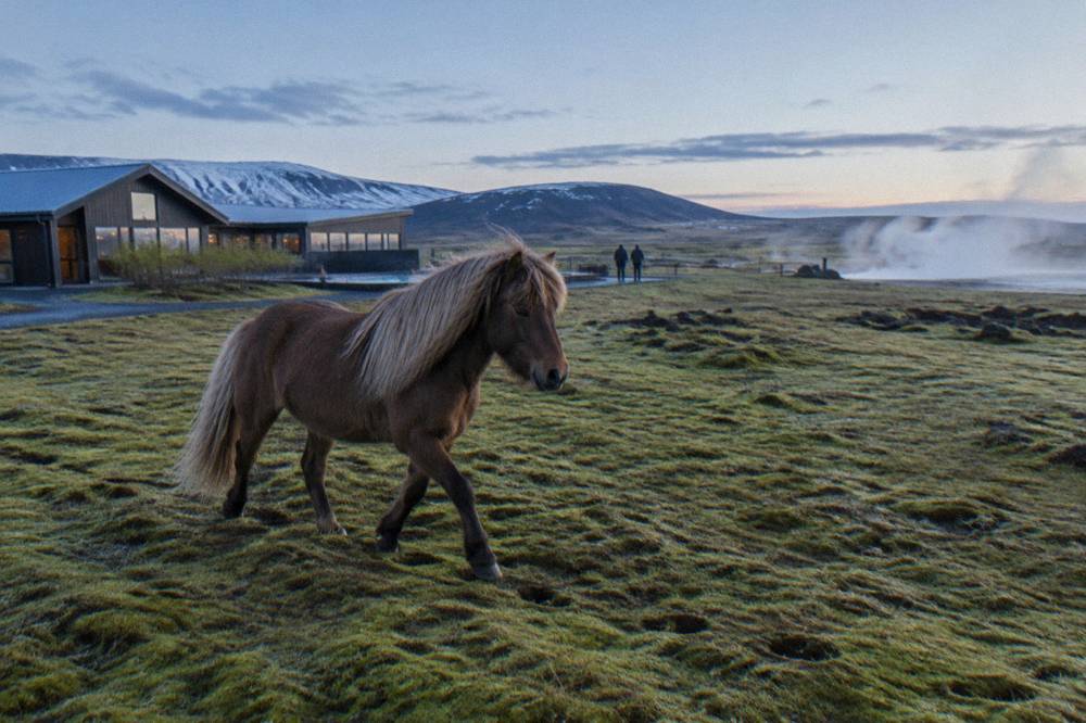 An Icelandic horse moving at a smooth walking gait across a wide open mossy plain