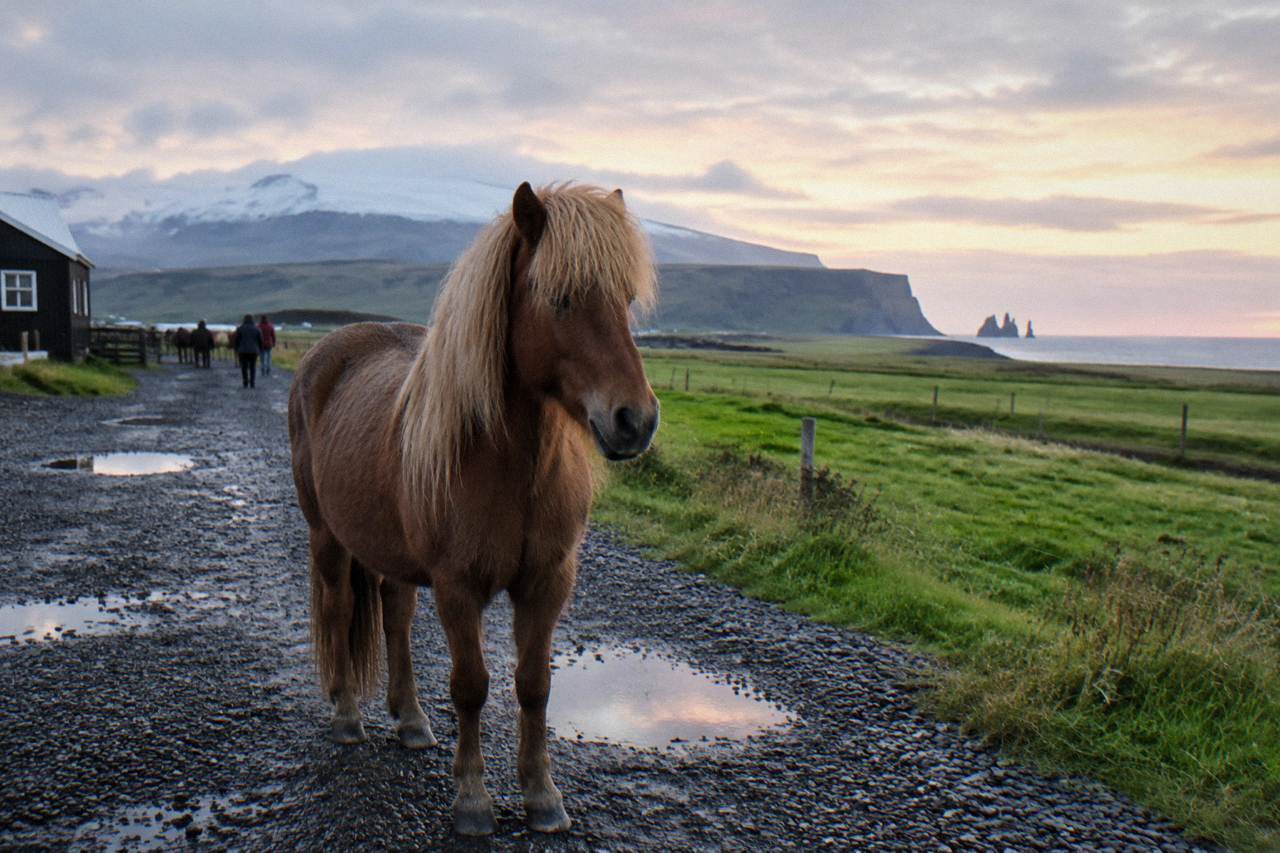 A calm Icelandic horse standing on a gravel path beside open green fields under a soft sky