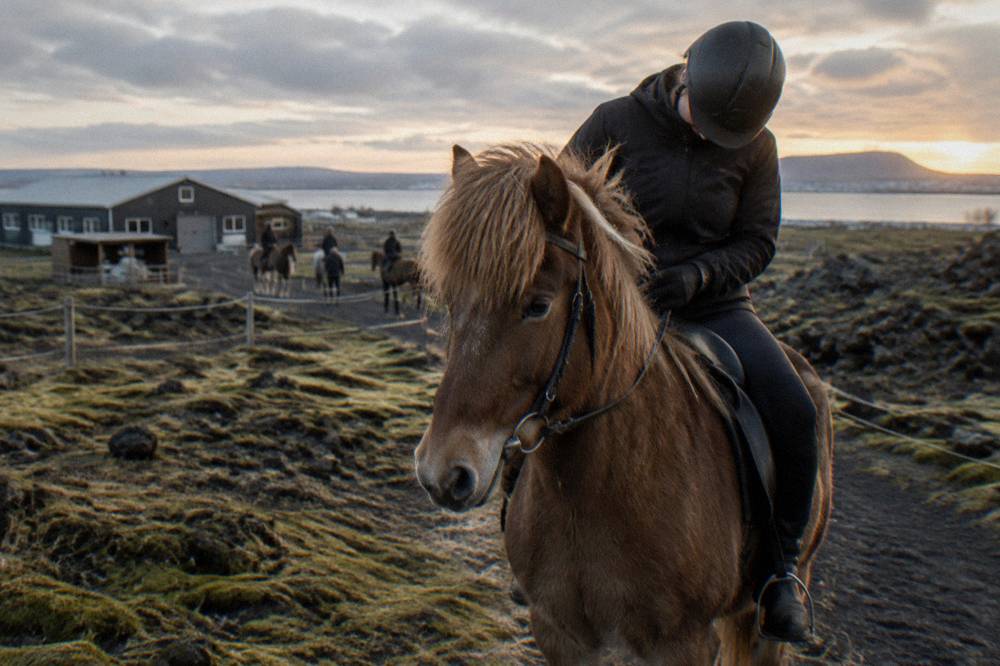 An Icelandic horse standing calmly on a moss-covered lava field trail while a rider adjusts the reins