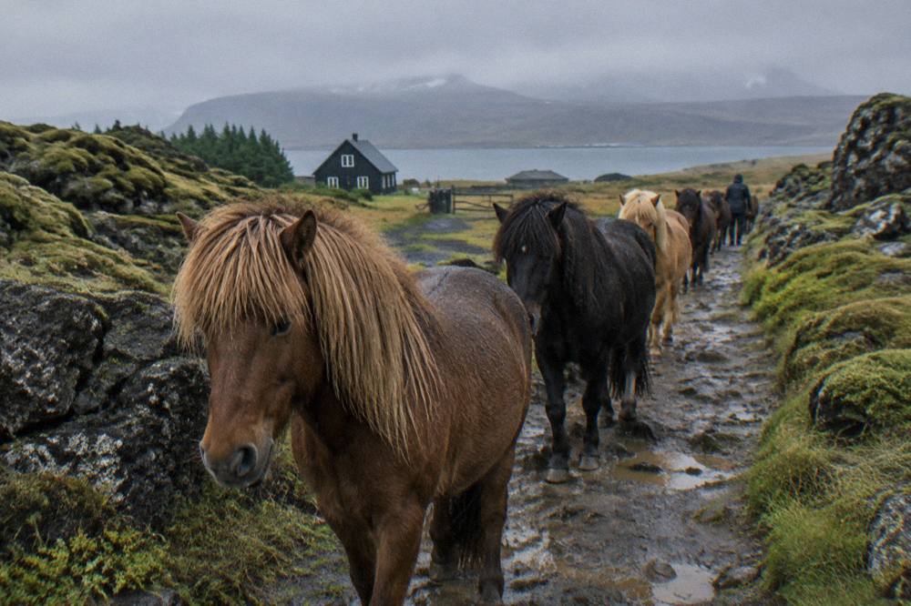 A line of Icelandic horses walking a dirt trail through mossy lava rock