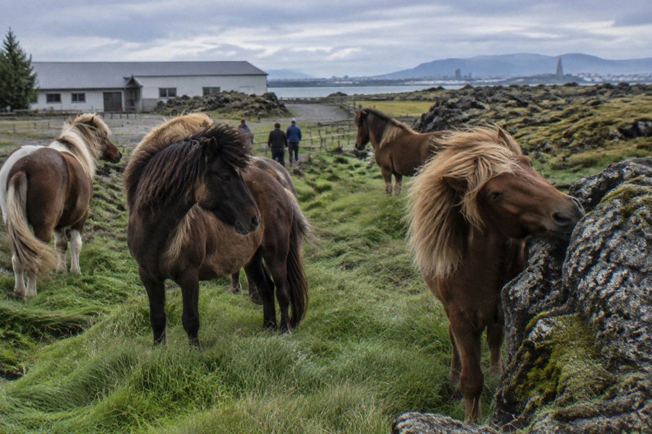 Icelandic horses standing together in a green lava field near Reykjavik