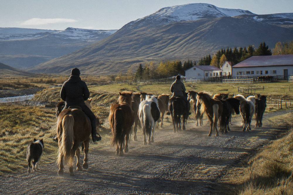 Riders on Icelandic horses herding a loose group of horses along a gravel valley track
