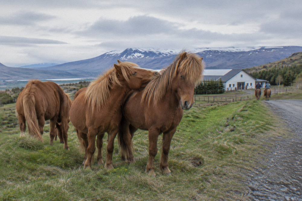 Chestnut Icelandic horses standing together on a green hillside with a gravel road