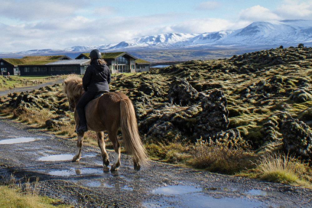 A rider in a helmet trotting an Icelandic horse along a gravel path beside a lava rock field
