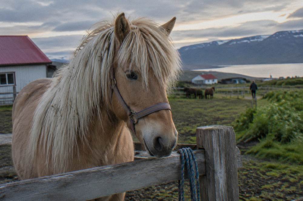 A palomino Icelandic horse with a long mane standing close to a wooden fence in soft light