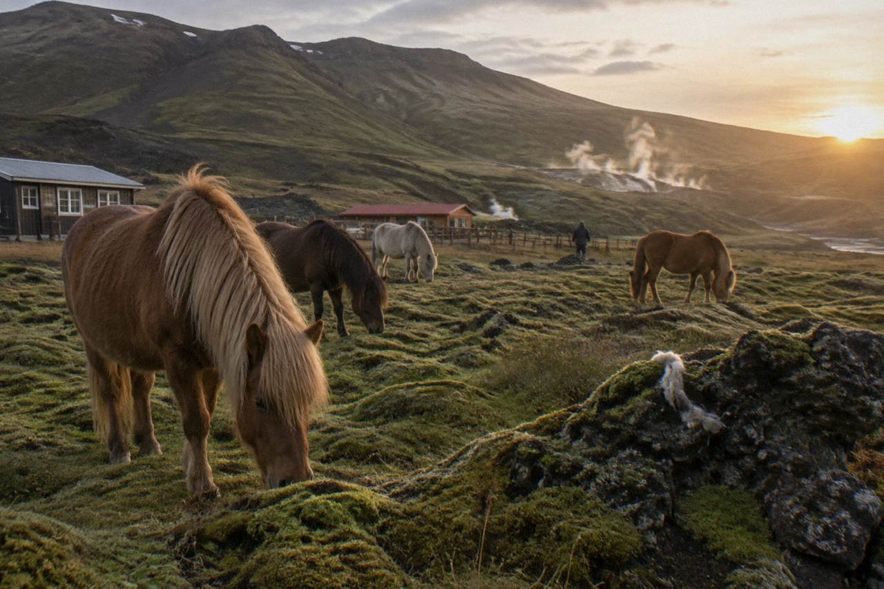 A group of shaggy Icelandic horses grazing on mossy lava ground near a mountain ridge