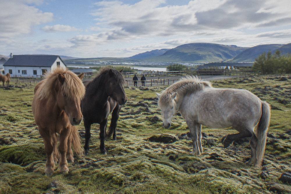 Icelandic horses standing together on a mossy lava field under a wide sky.