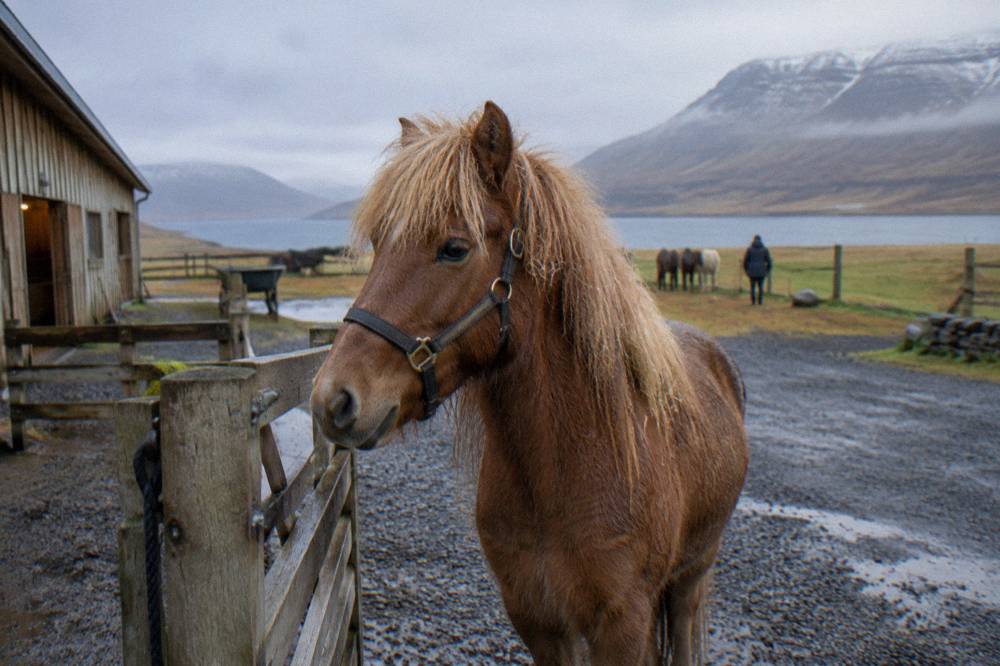 A groomed Icelandic horse in a halter standing beside a wooden stable gate.