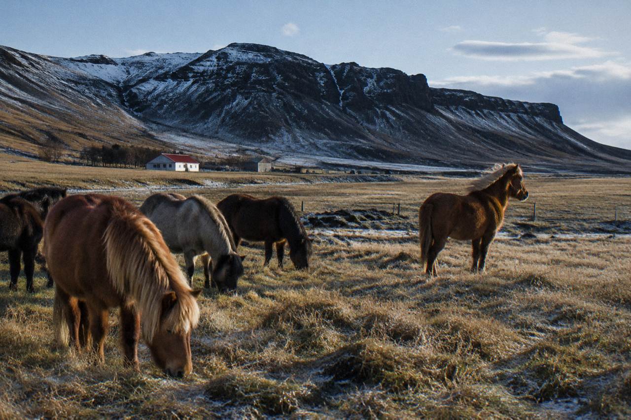 A small herd of Icelandic horses grazing on open grassland near a volcanic ridge.