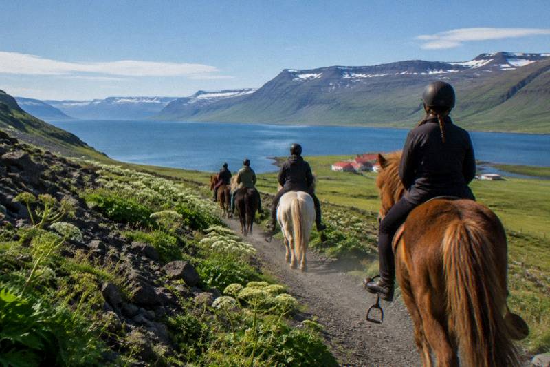 A line of Icelandic horses along a fjord-side ridge in north Iceland under sharp blue late-morning light, wild angelica and basalt scree, distant red-roofed farm, one loose stirrup swinging, dust on the gravel path.