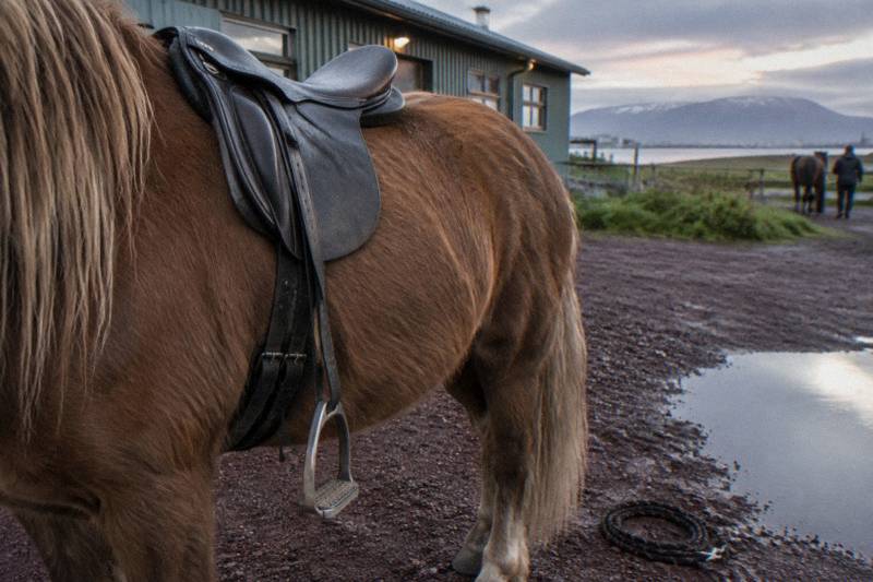 Tight on a saddled Icelandic horse's barrel and girth strap outside a corrugated stable in Reykjavik, Iceland, early summer evening after rain, red lava gravel darkened and shiny, a coiled lead rope abandoned at one hoof, puddle holding pale sky.