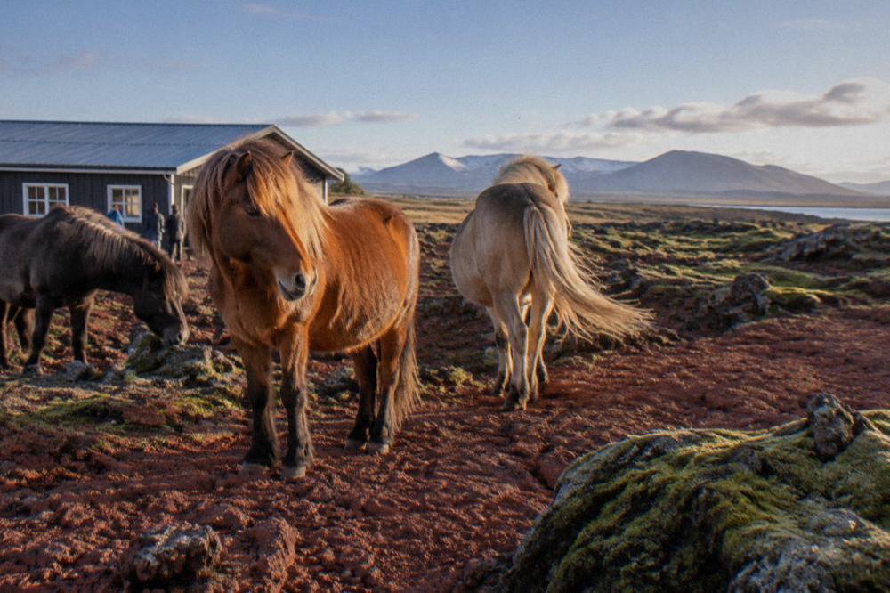 Icelandic horses standing on a red lava field with mossy rocks near Reykjavik