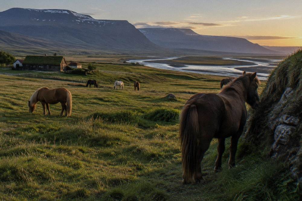 Icelandic horses in a green valley with mountains in Skagafjordur north Iceland