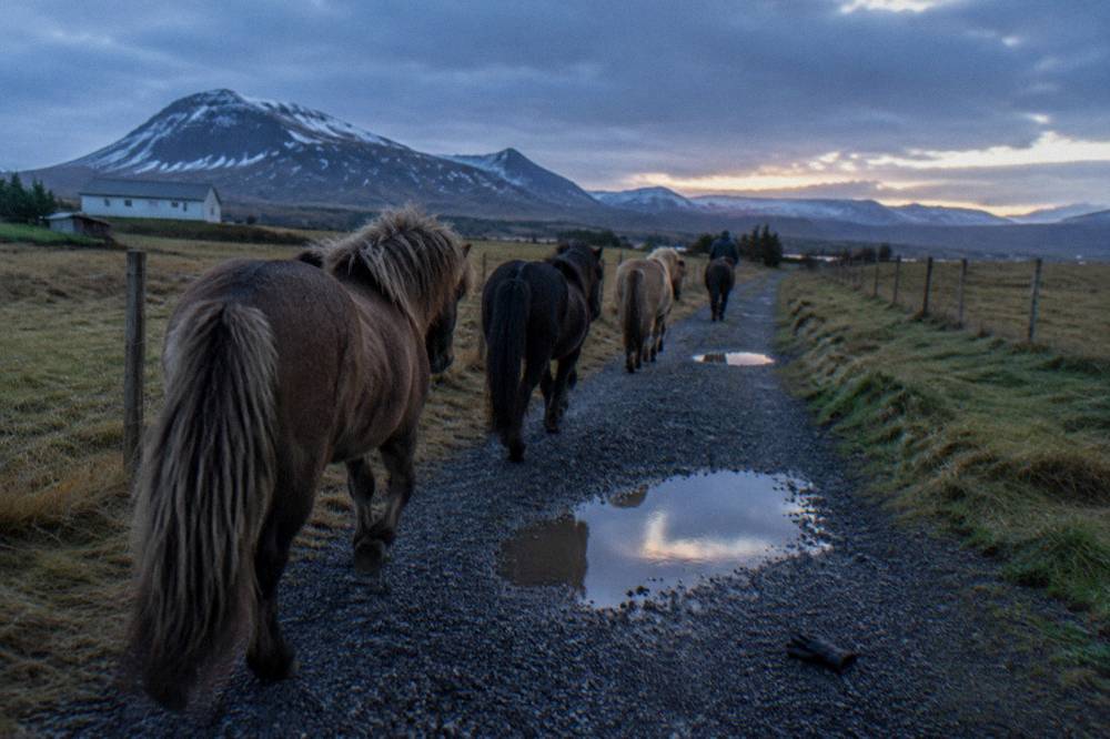 Icelandic horses on a gravel trail through farmland with mountains behind