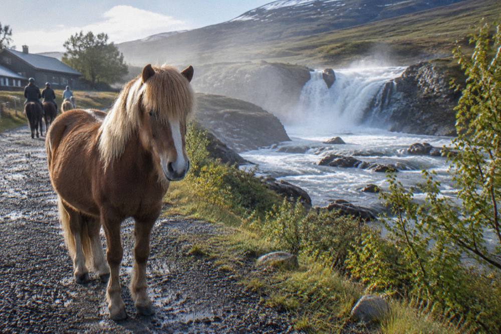 Icelandic horse standing on a gravel path beside a waterfall in north Iceland
