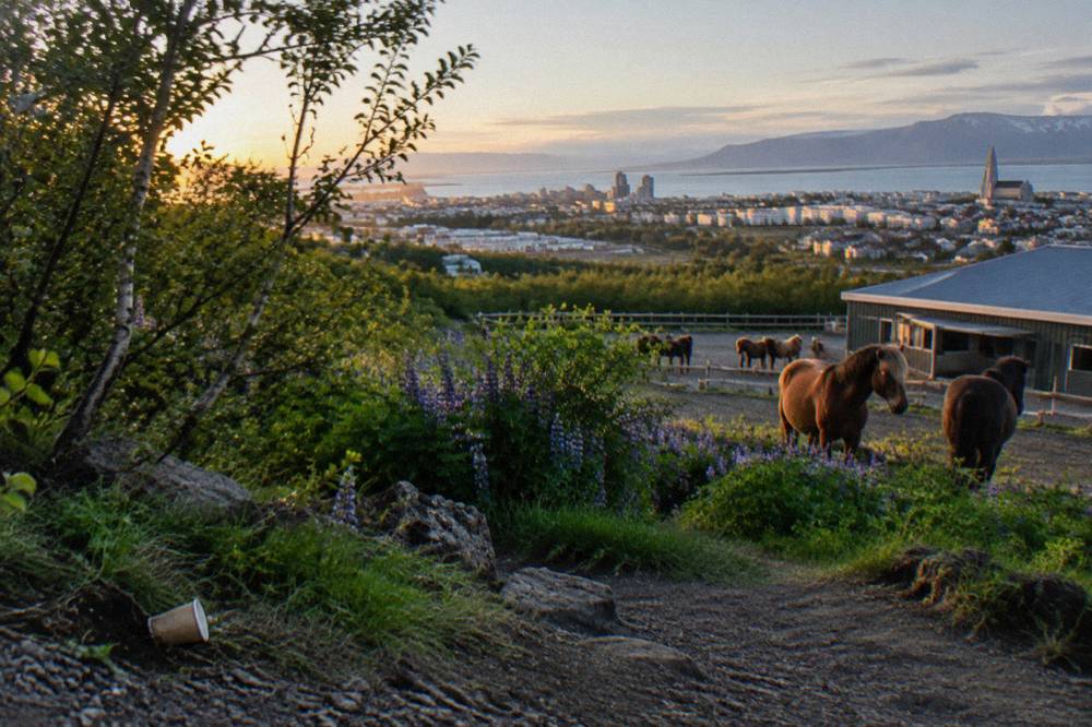 View over Reykjavik rooftops and the bay from a wooded hilltop trail