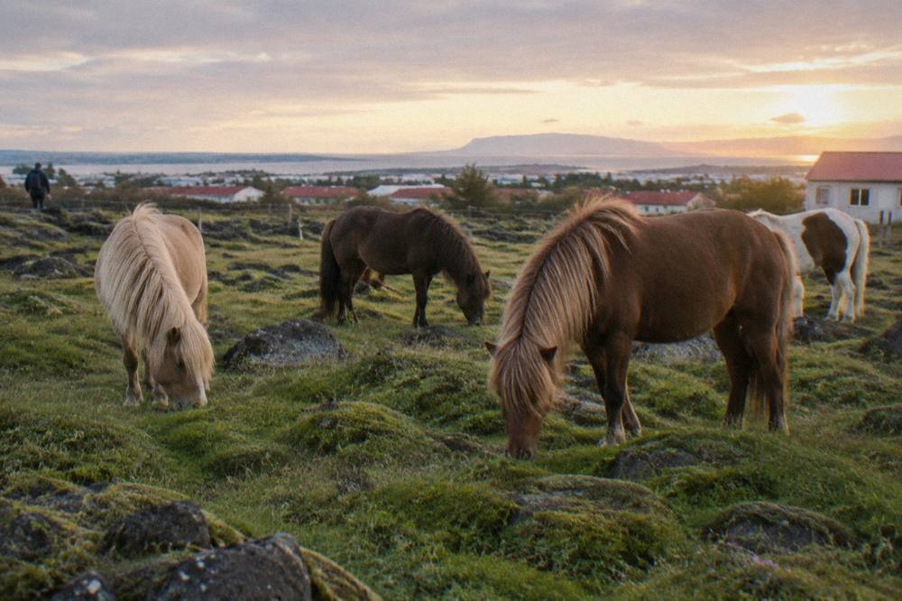 Icelandic horses grazing in a green lava field near Reykjavik