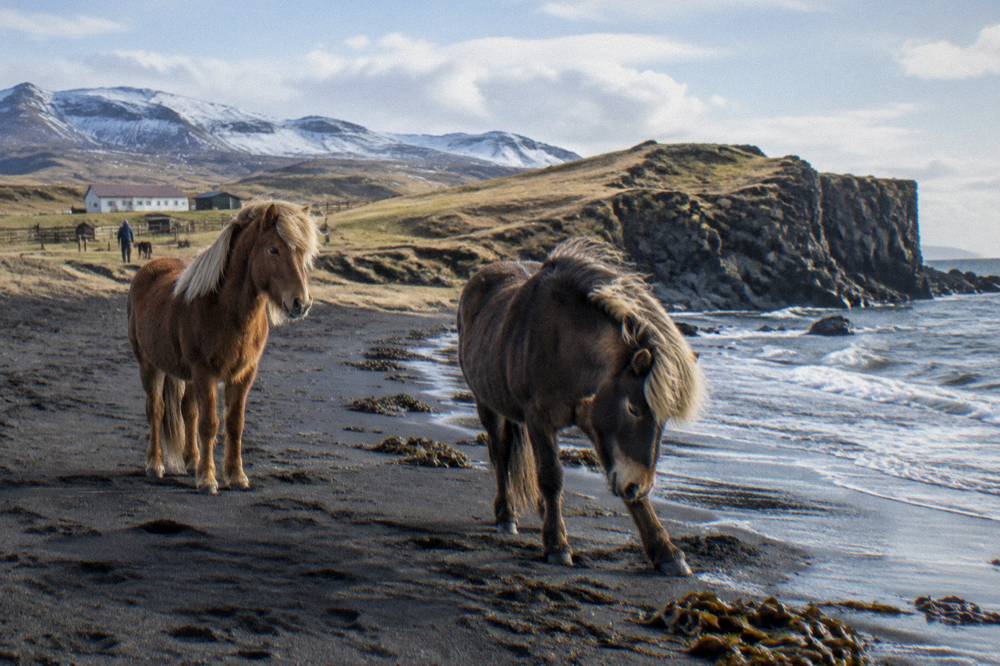 Icelandic horses standing on dark volcanic sand near a basalt coastline