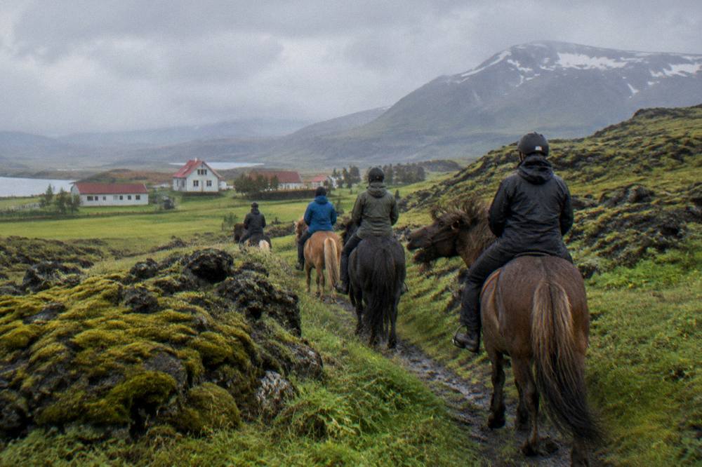 Riders on Icelandic horses following a guide along a mossy trail