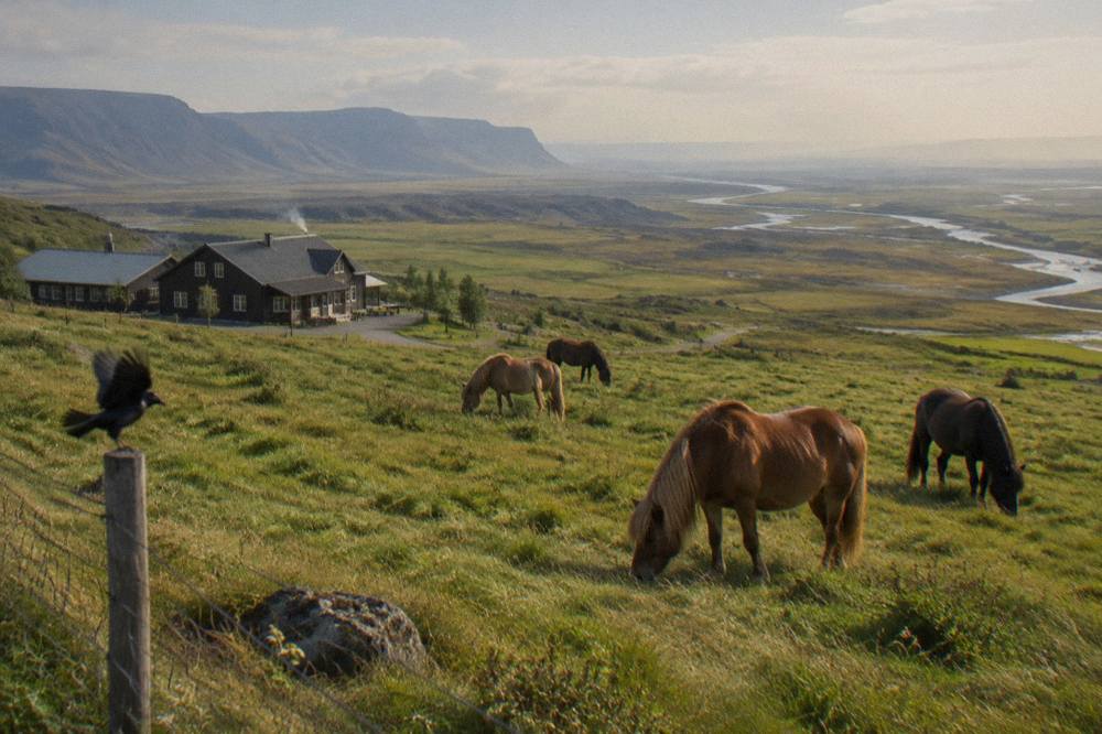 Icelandic horses grazing in a green field with a rift valley landscape beyond
