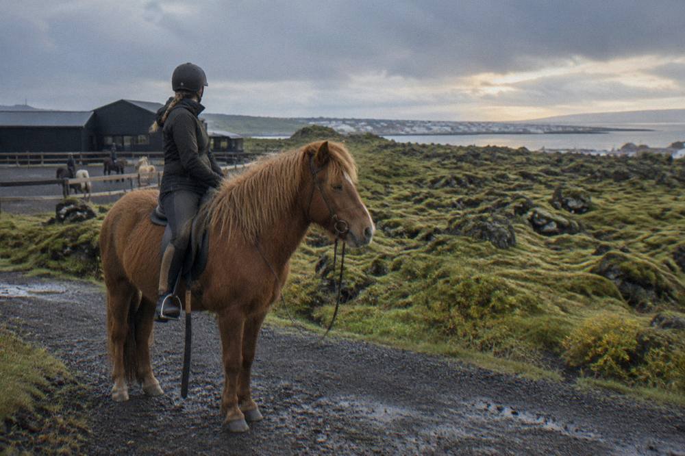 A rider in a helmet on a chestnut Icelandic horse beside a moss covered lava field