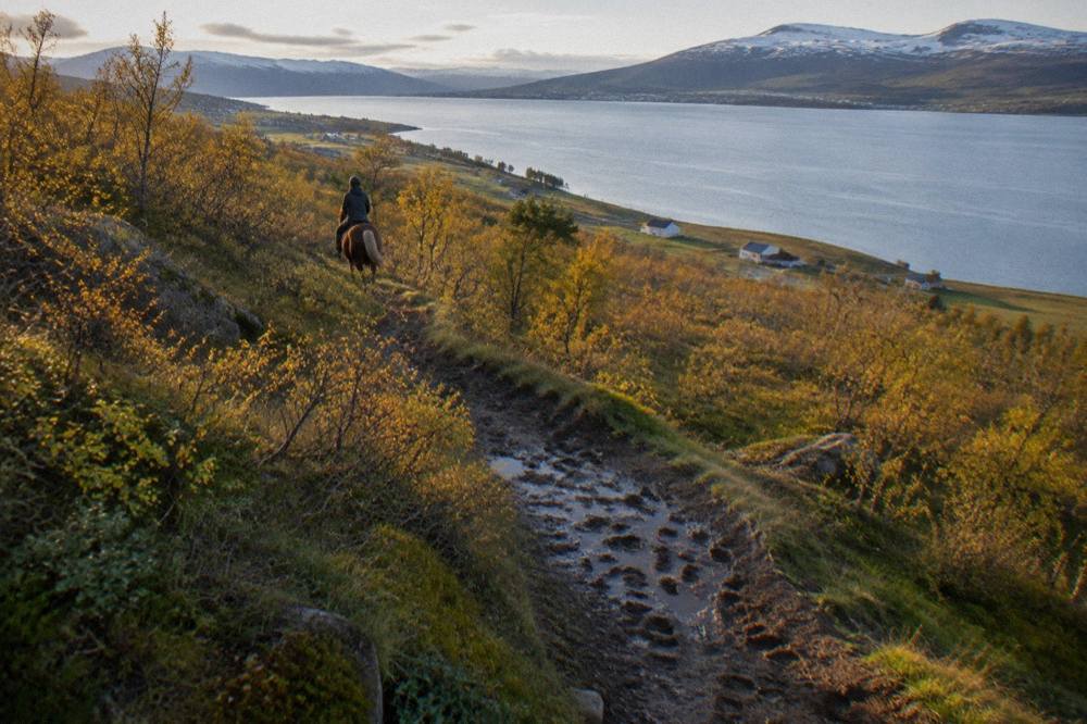A ridden trail winding through birch scrub above a fjord in north Iceland