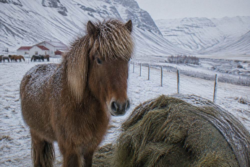 An Icelandic horse wearing a thick winter coat standing in falling snow