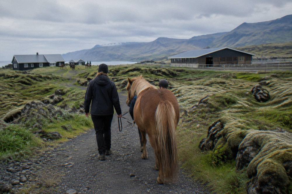 A guide leading an Icelandic horse along a gravel trail with mossy lava rock on either side