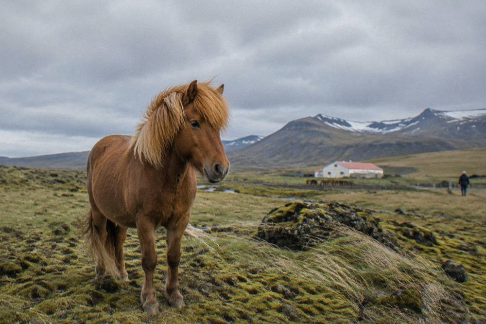 An Icelandic horse standing calmly on a moss-covered lava field under a wide sky