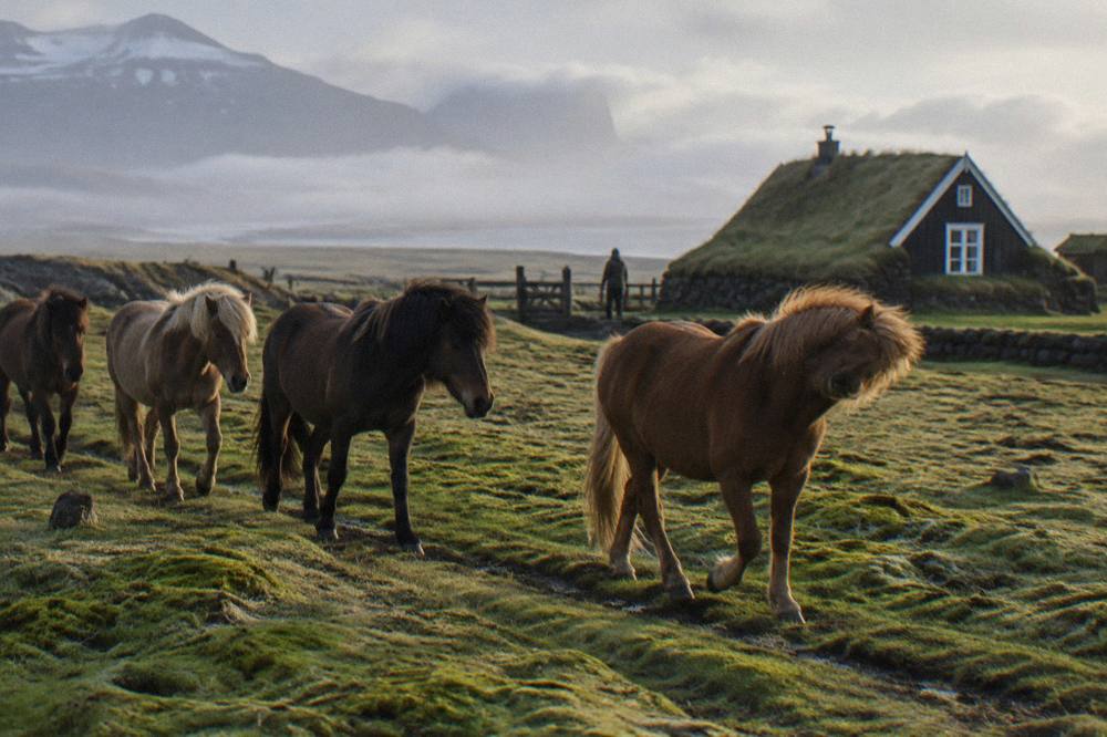 A short riding line of Icelandic horses crossing a flat mossy field near a farmhouse