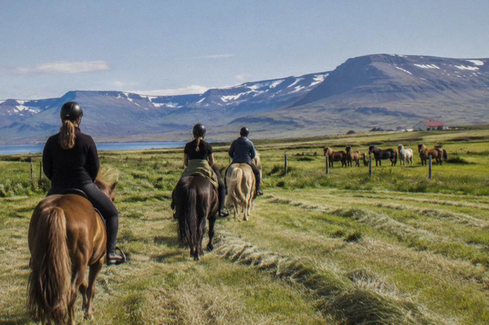 A small group of riders crossing open farmland in North Iceland