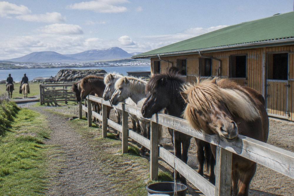 A row of Icelandic horses in a paddock beside a stable building in southwest Iceland