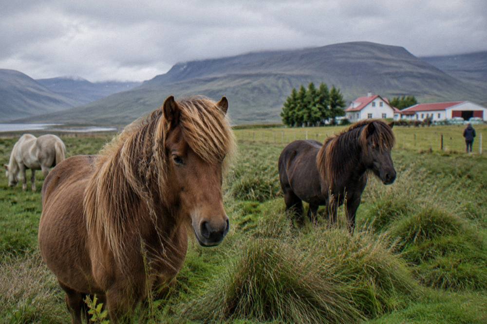Icelandic horses standing on green farmland with mountains behind under a cloudy sky