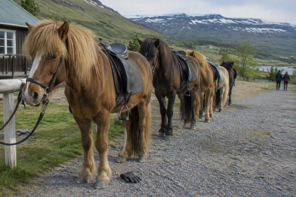 A line of saddled Icelandic horses waiting on a gravel path beside green hills