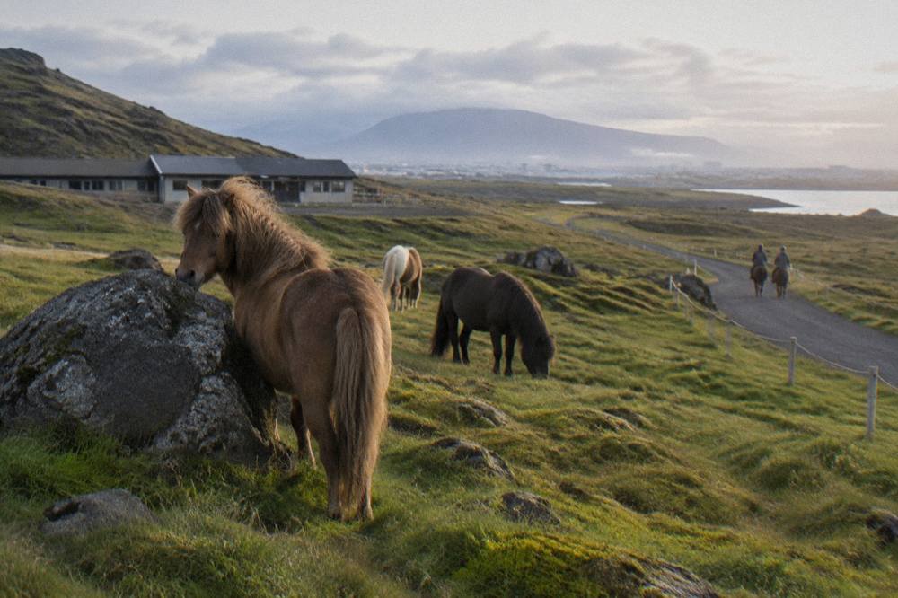 Icelandic horses grazing on a green hillside with a long gravel riding track curving toward distant mountains