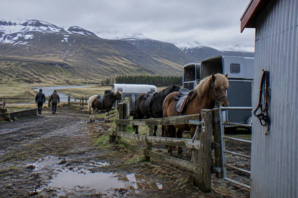A row of parked trailers and saddled Icelandic horses waiting beside a farm yard fence