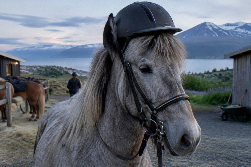 A close view of a grey Icelandic horse wearing a fitted riding helmet and bridle in soft light