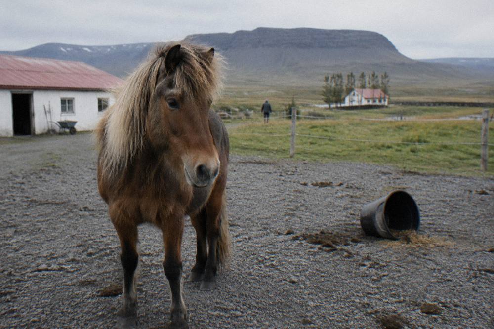 An Icelandic horse in a gravel paddock at a riding stable with mountains behind