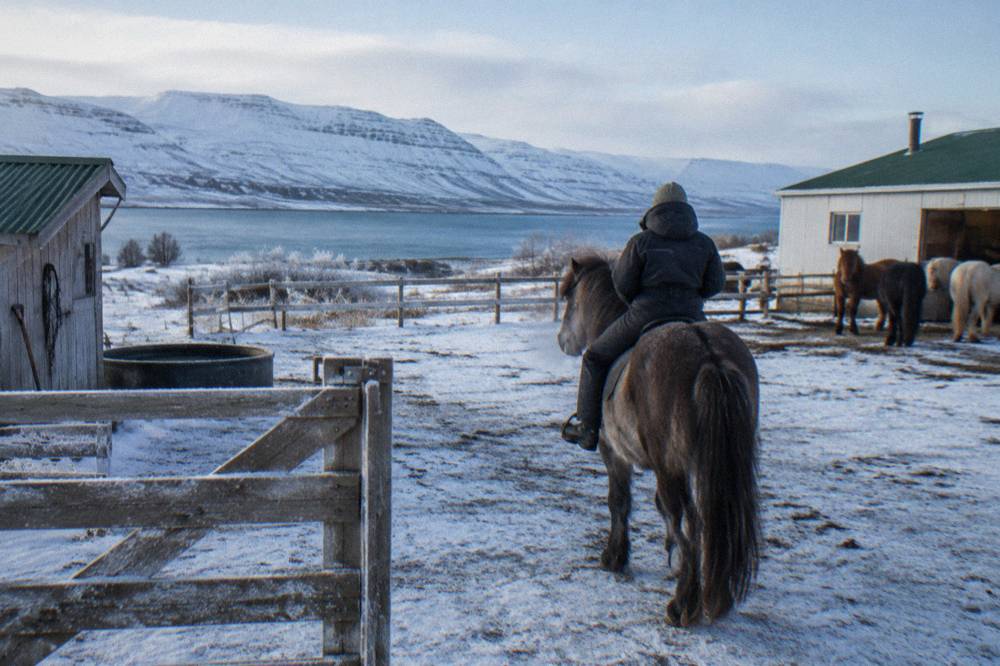 A rider in winter overalls sitting on an Icelandic horse at a stable yard