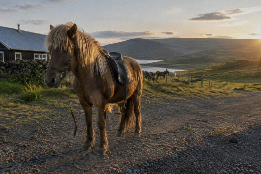 A saddled Icelandic horse standing on a gravel path with rolling green hills behind