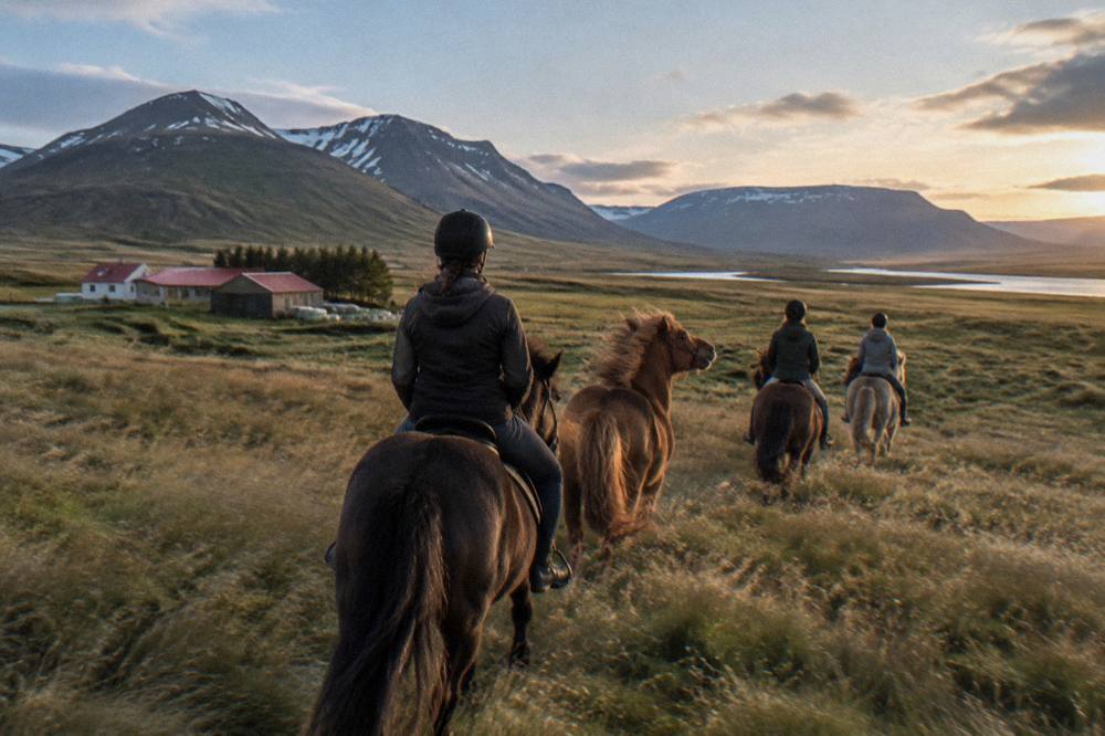 A guide leading a small group of riders on Icelandic horses across open grassland
